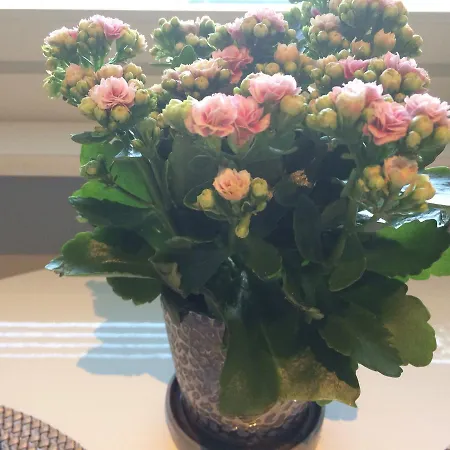 公寓 Casa Arctica 罗瓦涅米